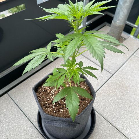 Royal Critical Automatic growlog timeline photo