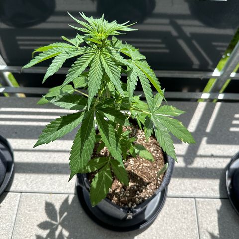 Sweet ZZ Automatic growlog timeline photo