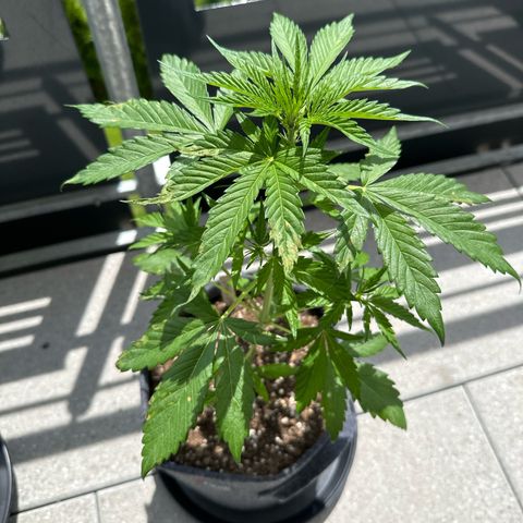 Royal Critical Automatic growlog timeline photo
