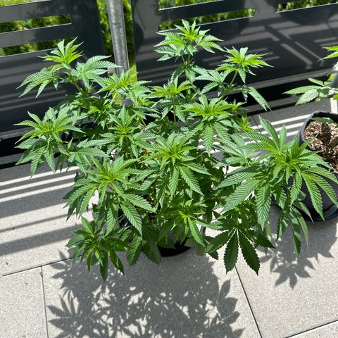 Hulkberry growlog timeline photo