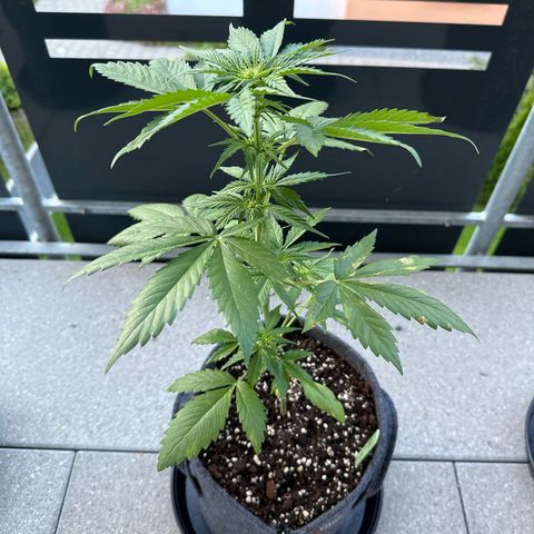 Sweet ZZ Automatic growlog timeline photo