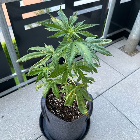 Royal Critical Automatic growlog timeline photo