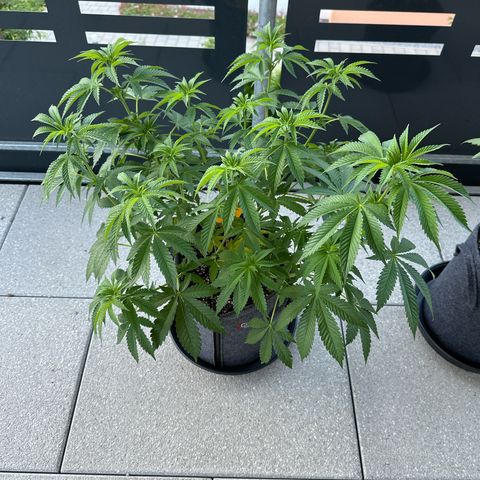 Hulkberry growlog timeline photo