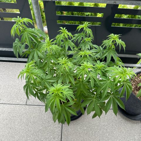 Hulkberry growlog timeline photo