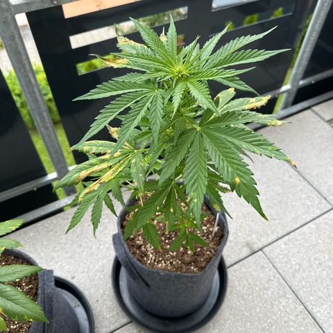 Royal Critical Automatic growlog timeline photo