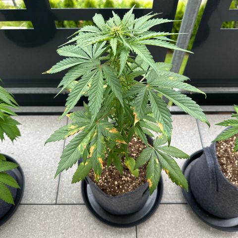 Sweet ZZ Automatic growlog timeline photo