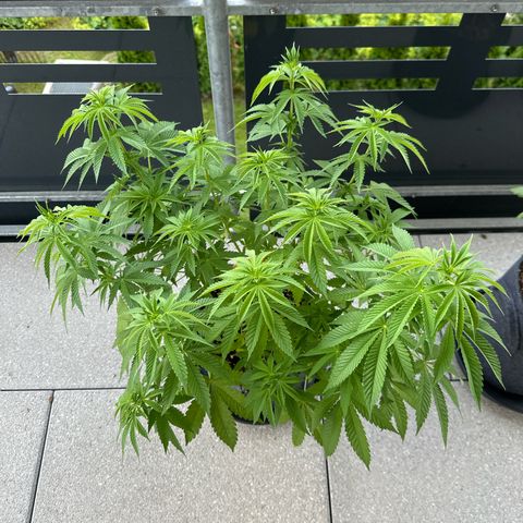 Hulkberry growlog timeline photo
