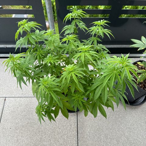 Hulkberry growlog timeline photo