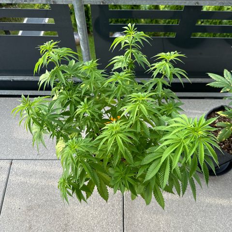 Hulkberry growlog timeline photo