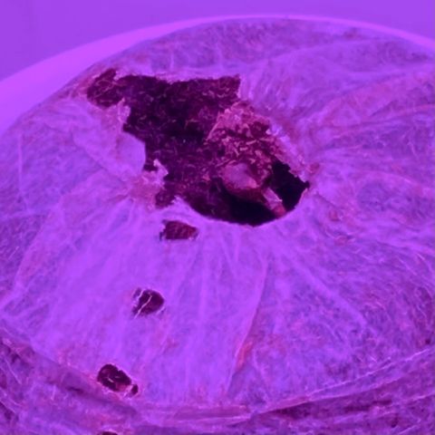 Blue Dream Auto growlog photo: Sprout!