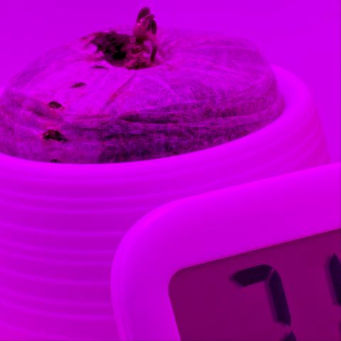 Blue Dream Auto growlog timeline photo