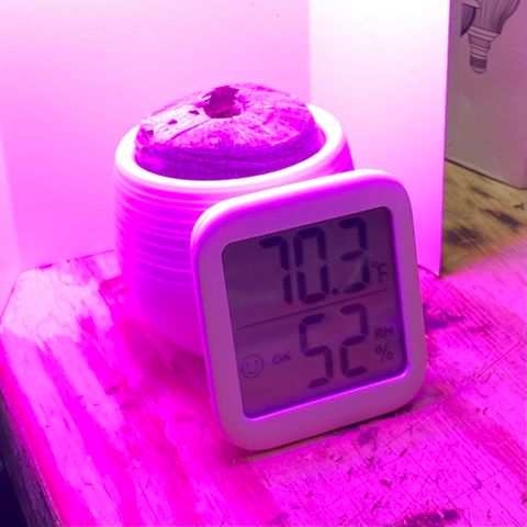 Blue Dream Auto growlog timeline photo