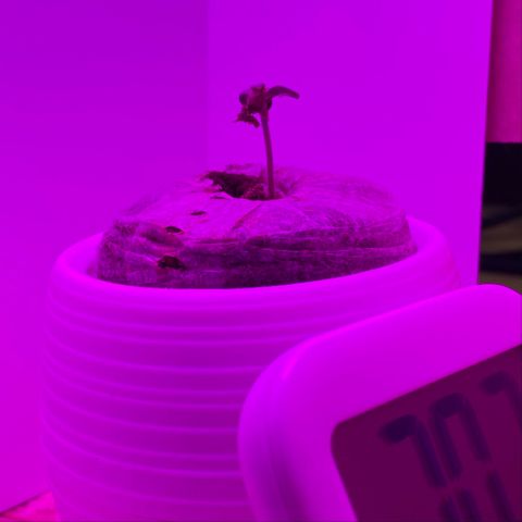 Blue Dream Auto growlog photo: More growth!