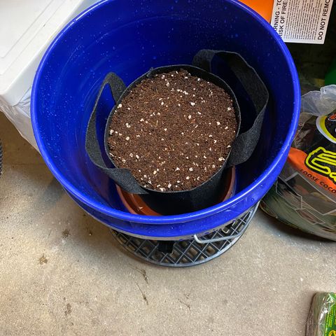 Blue Dream Auto growlog photo: Growth! Added a light breeze w/fan on low/baffled. Prepared soil/pot.