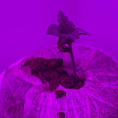 Blue Dream Auto growlog photo: Growth! Added a light breeze w/fan on low/baffled. Prepared soil/pot.