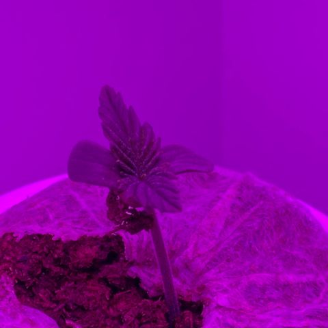 Blue Dream Auto growlog timeline photo
