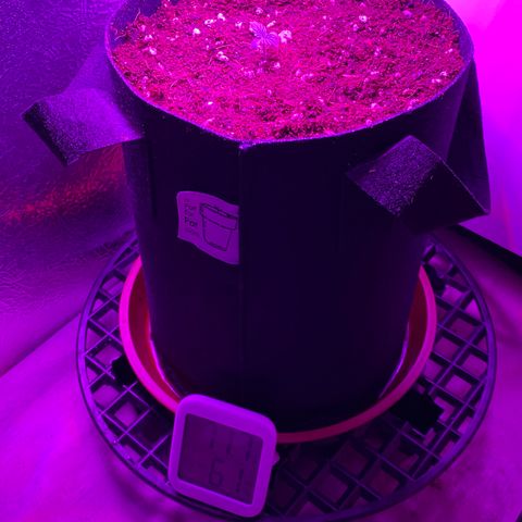 Blue Dream Auto growlog photo: Transplant! ✌️