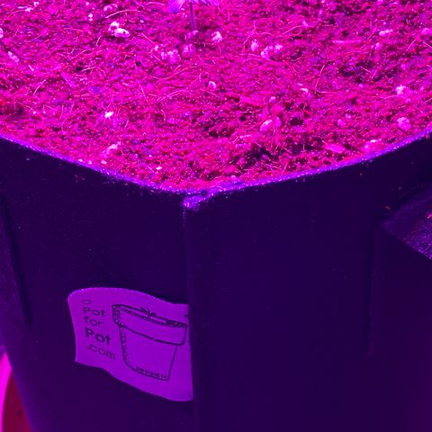 Blue Dream Auto growlog photo: Transplant! ✌️