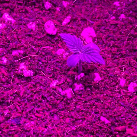 Blue Dream Auto growlog photo: Transplant! ✌️