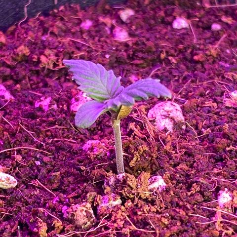 Blue Dream Auto growlog photo: Sweet!