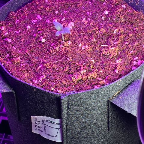Blue Dream Auto growlog photo: Sweet!