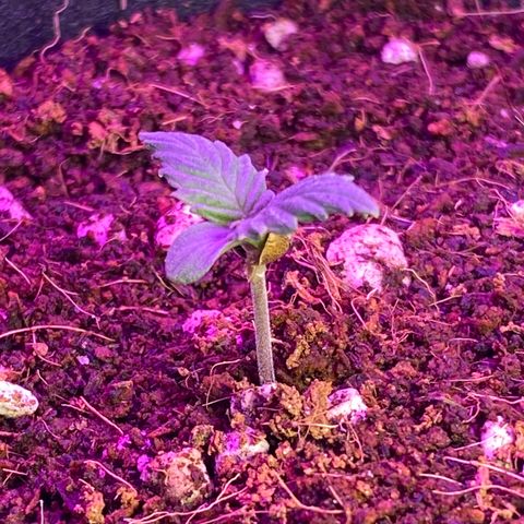 Blue Dream Auto growlog timeline photo