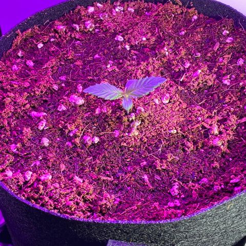 Blue Dream Auto growlog photo: Second set popping out!