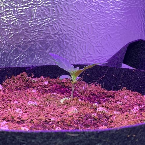 Blue Dream Auto growlog photo: Looking good! ✨