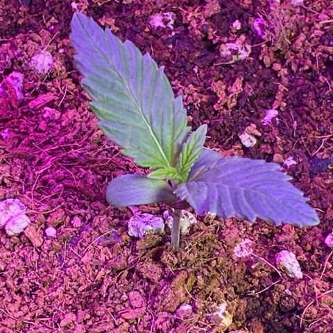 Blue Dream Auto growlog photo: Looking good! ✨