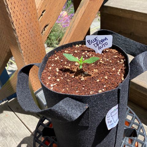 Blue Dream Auto growlog photo: Baby’s first trip outside! About an hour of sunshine today. 🌞 Then back under tge lights