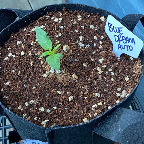 Blue Dream Auto growlog timeline photo