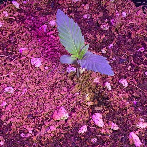 Blue Dream Auto growlog timeline photo