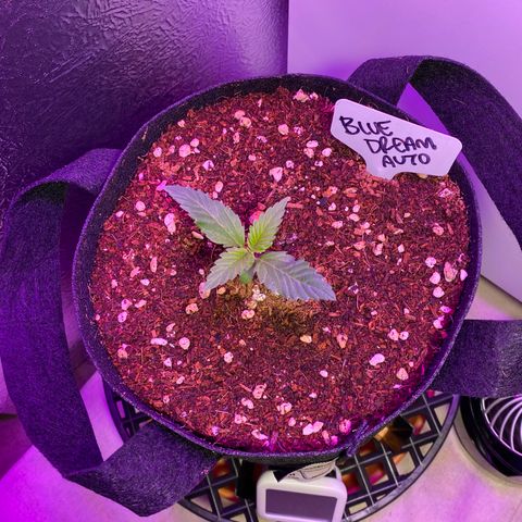Blue Dream Auto growlog photo: Looking strong! 👌✨