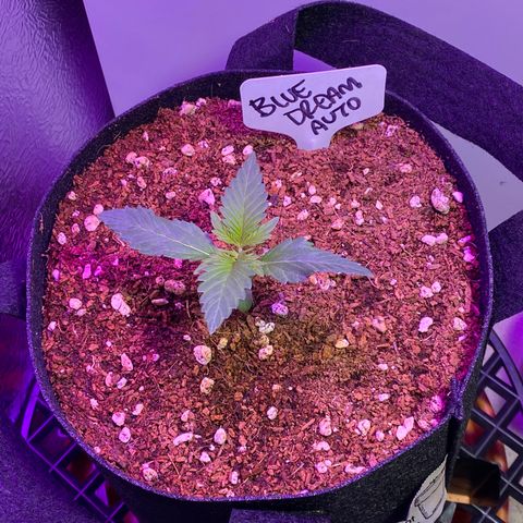 Blue Dream Auto growlog photo: More growth! Temp 68.5°