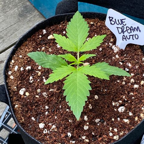 Blue Dream Auto growlog photo: Looking good!