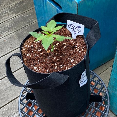 Blue Dream Auto growlog photo: Looking good!