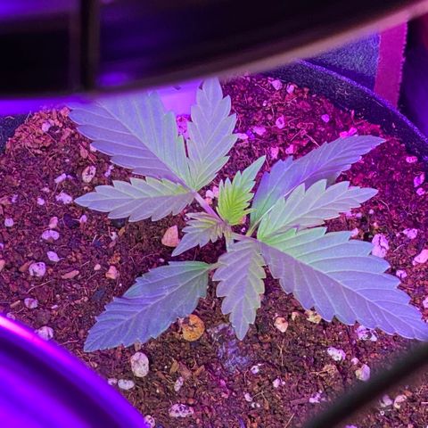 Blue Dream Auto growlog photo: ✨✨✨