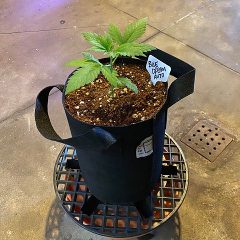 Blue Dream Auto growlog photo: Post leaf shine spray. Looking good! ✨