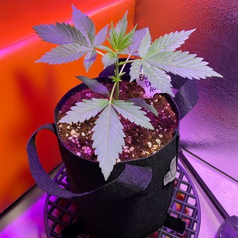 Blue Dream Auto growlog photo: Grow Grow Grow!
