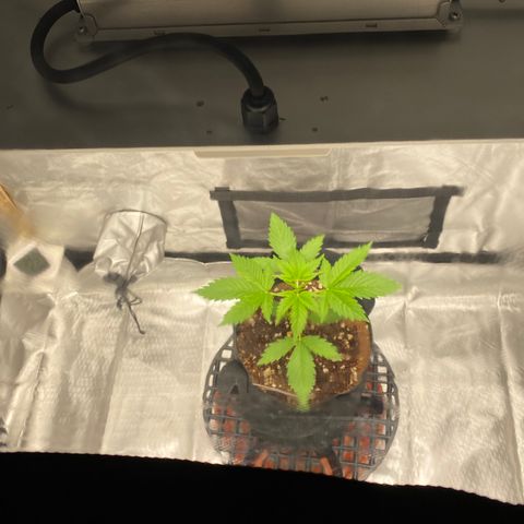 Blue Dream Auto growlog photo: Tent time!