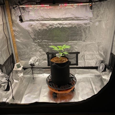 Blue Dream Auto growlog photo: Tent time!