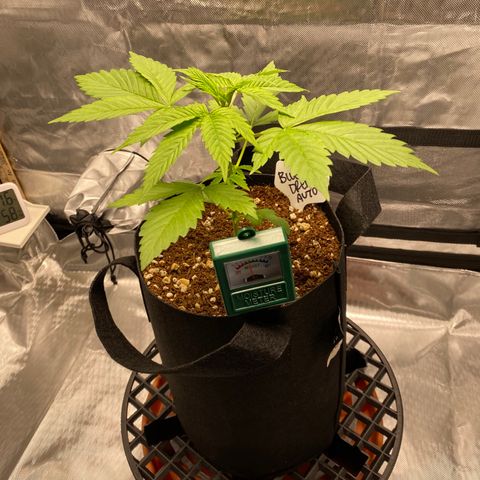 Blue Dream Auto growlog photo: Tent action!