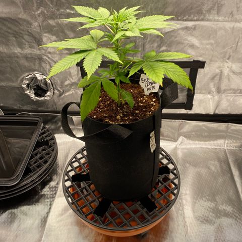 Blue Dream Auto growlog photo: Big water today! New leaves don’t have yellow tips like the older set below.
