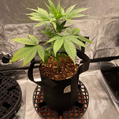 Blue Dream Auto growlog photo: Sweet Leaf