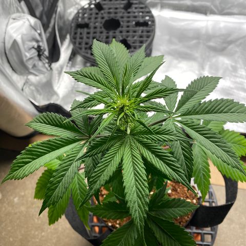 Blue Dream Auto growlog photo: 1st week of flowering! ✨✌️