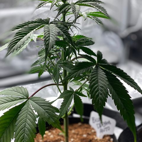 Blue Dream Auto growlog photo: 1st week of flowering! ✨✌️