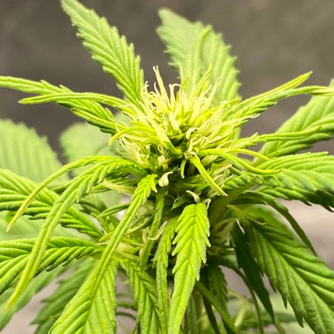 Blue Dream Auto growlog photo: DIY humidifier • Flower top!