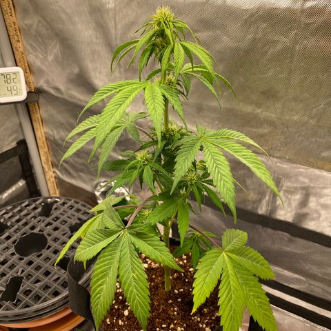 Blue Dream Auto growlog photo: Lovely! Don’t over-water! 😉