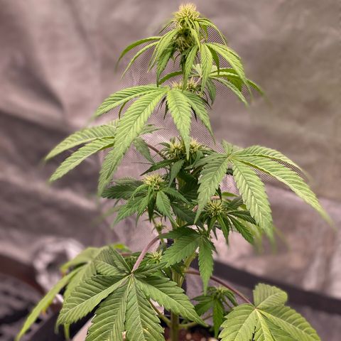 Blue Dream Auto growlog photo: Lovely! Don’t over-water! 😉