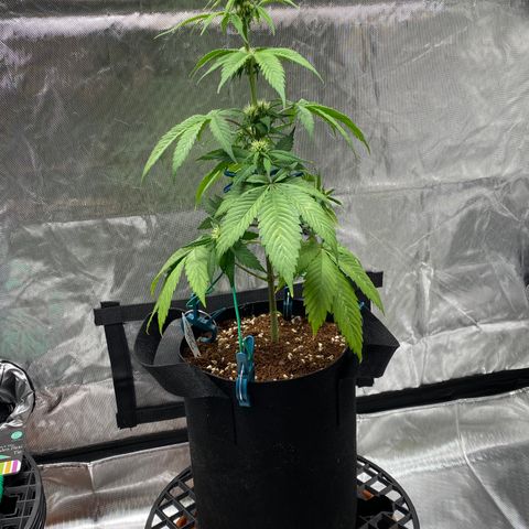 Blue Dream Auto growlog photo: Training in progress!
